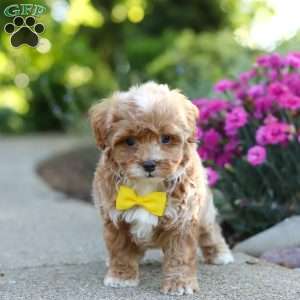 Brady, Cavapoo Puppy